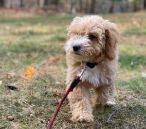 Cute Dog Walking on a Front Pull Harness