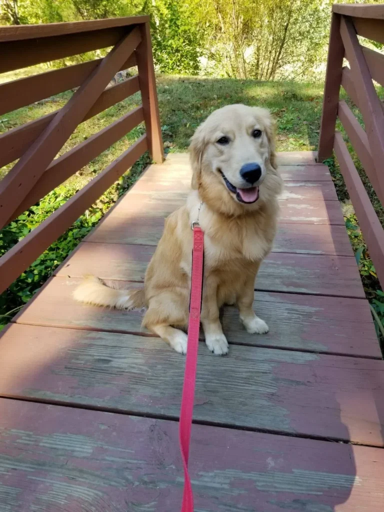 Dog waiting on bridge in Cabin John, MD