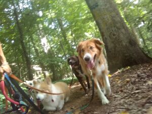 Dog advernture walks