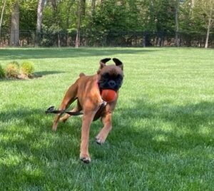 Moxie plahing in McLean VA