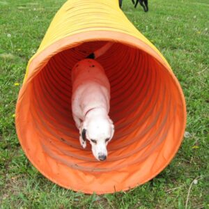 Dog exercising on a dog agility course
