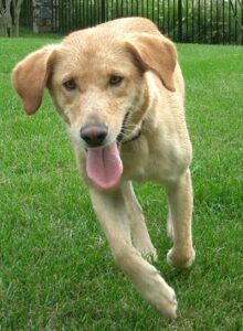 Dog running through grass