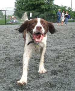 Enhlish Spaniel at Reston Dog Park