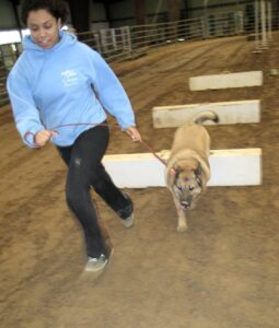 dog adventure at frying pan park herndon va