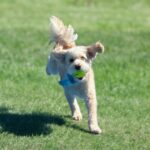Dog Exercising with Tennis Ball