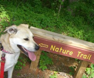 savinick dog Gus Adventure at Cabin John Park