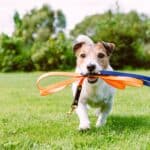 Arlington Dog Walker