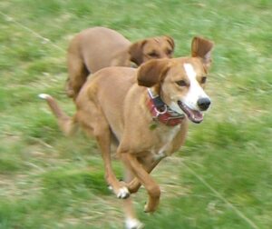 Agility in Maryland Maggie and Millie - Bethesda