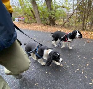 DogOn Fitness Bethesda Dog Walks