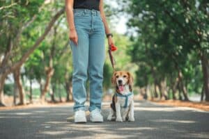Tired Beagle takes a break after a long walk