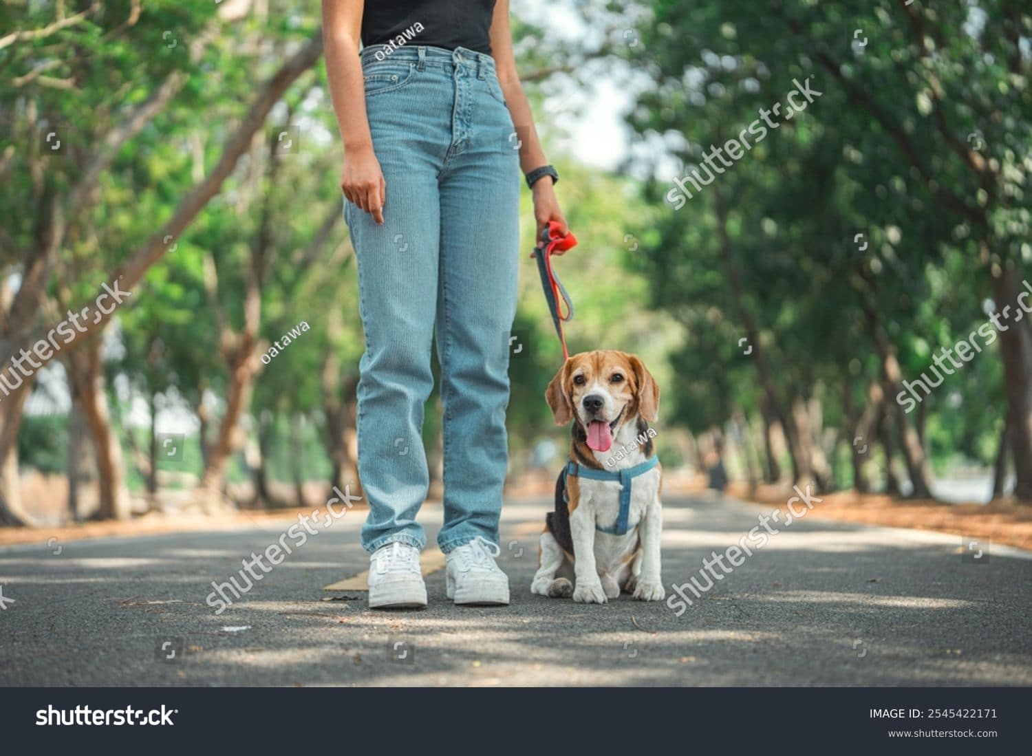 stock-photo-owner-and-his-beagle-dog-is-having-fun-while-walking-in-dog-park-in-morning-summer-dog-training-2545422171
