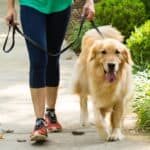 Dog walker DMV