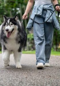 Husky and Dog Walker in Chevy Chase Md 2525329605